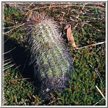 trip to Wichita Mountains with OU Timberline Explorers club Oct. 25-26