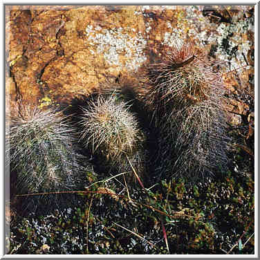 trip to Wichita Mountains with OU Timberline Explorers club 10/26/96