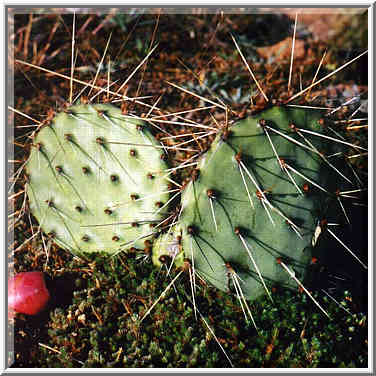 trip to Wichita Mountains with OU Timberline Explorers club 10/26/96