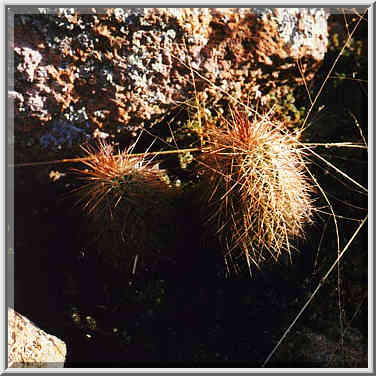 trip to Wichita Mountains with OU Timberline Explorers club 10/26/96