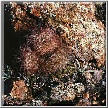 trip to Wichita Mountains with OU Timberline Explorers club 10/26/96