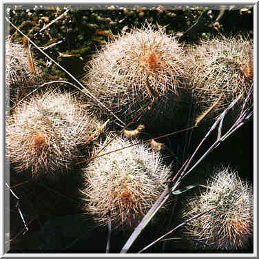 trip to Wichita Mountains with OU Timberline Explorers club 10/26/96