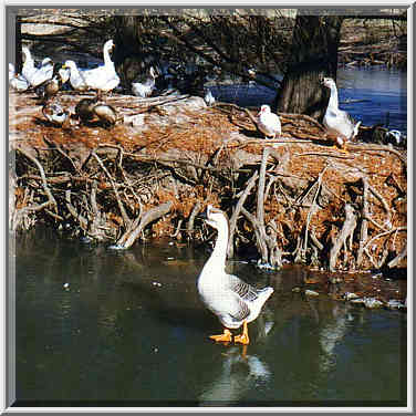 Duck Pond in OU campus 12/20/96