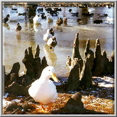 Duck Pond in OU campus 12/20/96