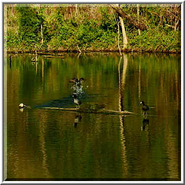 White Rock Lake