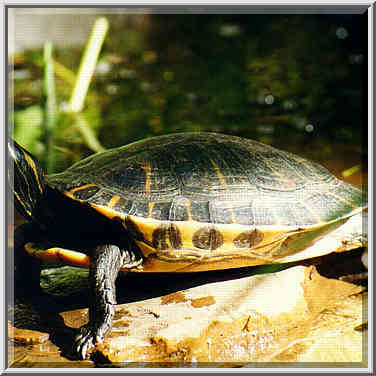 a turtle behind the house near SMU 4/30/97