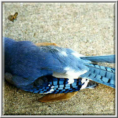 blue jay on Blackburn St.