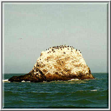 Sunday morning: Seal Rocks, ocean, Geary Blvd.