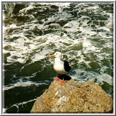 Sunday morning: Seal Rocks, ocean, Geary Blvd.