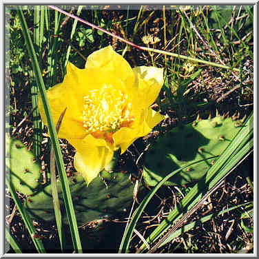 dayhike to Lake Ray Roberts with Dallas Sierra Club 5/31/97