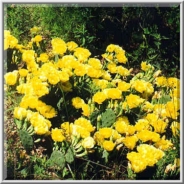 dayhike to Lake Ray Roberts with Dallas Sierra Club 5/31/97