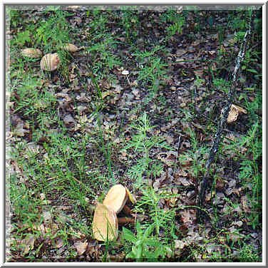 dayhike to Lake Ray Roberts with Dallas Sierra Club 5/31/97