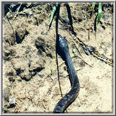 dayhike to Lake Ray Roberts with Dallas Sierra Club 5/31/97