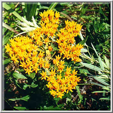 dayhike to Lake Ray Roberts with Dallas Sierra Club 5/31/97