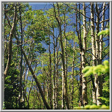 walking from Alvarado Campground to Goodwin Lakes 7/4/97