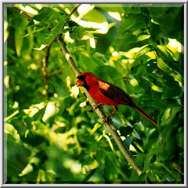 cardinals in a backyard of the house near SMU 7/15/97