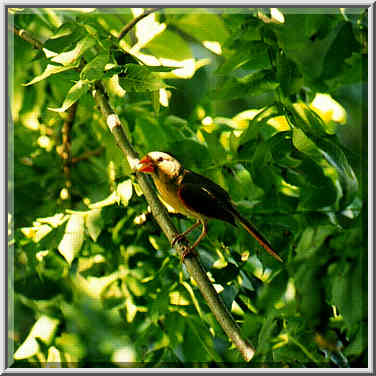 cardinals in a backyard of the house near SMU 7/15/97