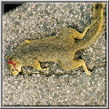 flattened squirrel to the north of SMU 8/2/97