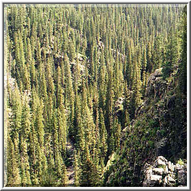 Pecos Wilderness, near Beatti Cabin, August 30, 31