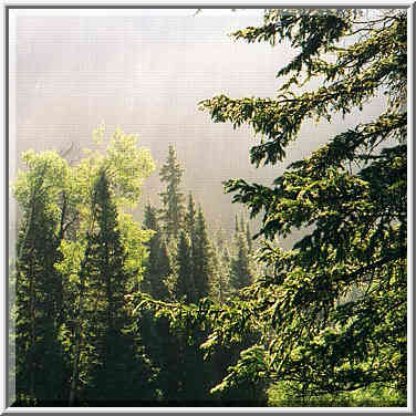 Pecos Wilderness, near Beatti Cabin, August 30, 31