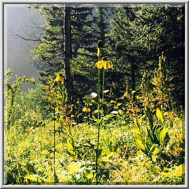 Pecos Wilderness, near Beatti Cabin, August 30, 31