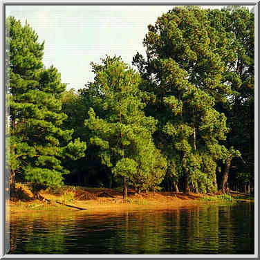 Pine Cove, E. Texas 9/20/97