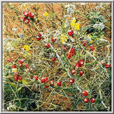 Caprock Canyons State Park 11/1/97 morning