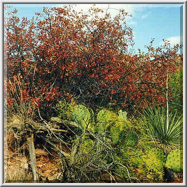 Caprock Canyons State Park 11/1/97 morning