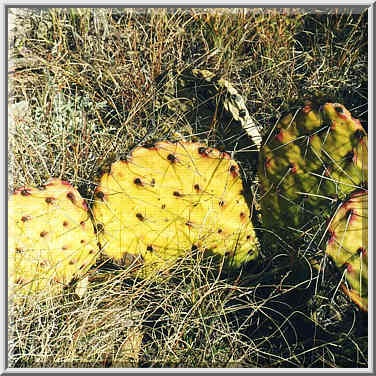 Caprock Canyons State Park 11/1/97 morning and afternoon