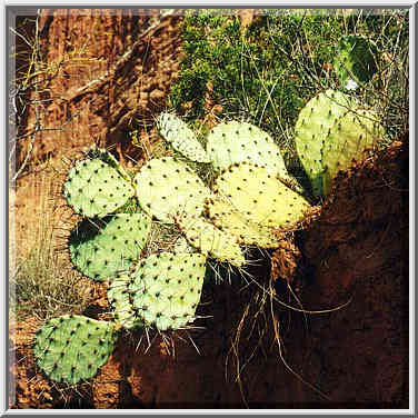 Caprock Canyons State Park 11/1/97 afternoon and evening