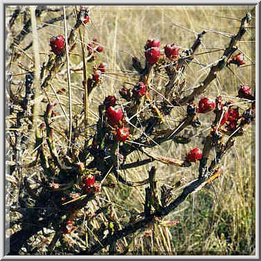 Caprock Canyons 11/2/97