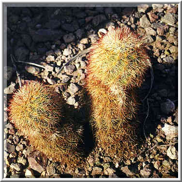 Pinnacles trail