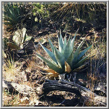 Pinnacles trail