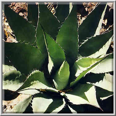 Pinnacles trail