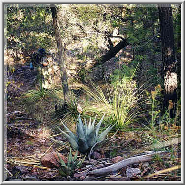 Pinnacles trail