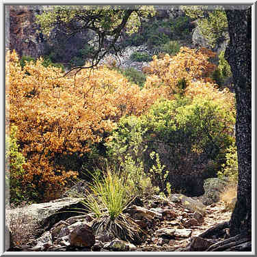 Pinnacles trail