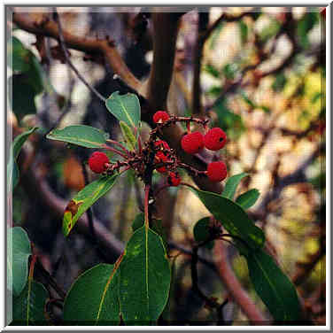 Pinnacles trail