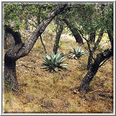 Pinnacles trail