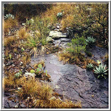 Boot Canyon trail 11/28/97 morning