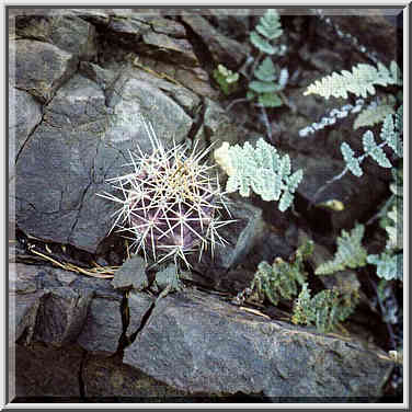 dayhike along North East Rim to Boot Springs