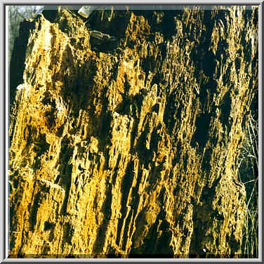 Rotten wood on a trail from Lafayette to Battle ...[3 words]... River. Indiana, January 31, 1998.