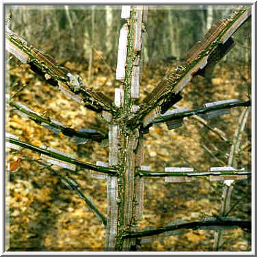 A shrub in a forest on Heritage Trail near Battle ...[3 words]... Lafayette. Indiana, January 31, 1998.