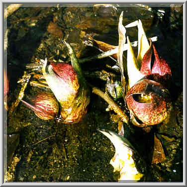 Winter flowers in a creek on Heritage Trail near ...[4 words]... Lafayette. Indiana, January 31, 1998.