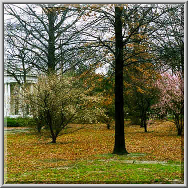 A pavilion and trees in bloom at West Potomac ...[4 words]... Washington DC, February 4, 1998.