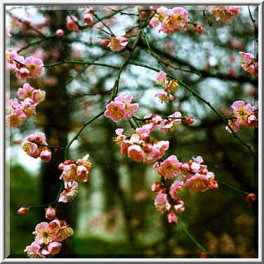 A cherry tree in bloom at West Potomac Park ...[3 words]... Washington DC, February 4, 1998.