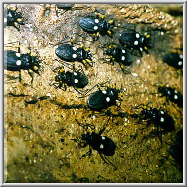 Insects show at Museum of Natural History. Washington DC, February 5, 1998.