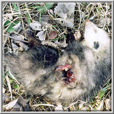 A raccoon eaten by an eagle(?) on Heritage Trail ...[4 words]... Ouiatenon. Indiana, February 8, 1998.