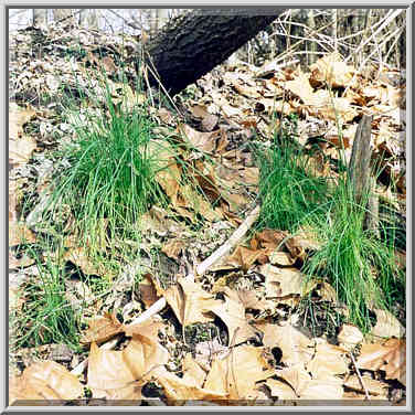 Green garlic on Heritage Trail along Burnett ...[3 words]... Ground, Indiana, February 14, 1998.