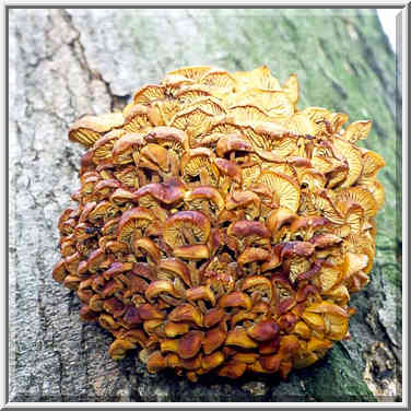 Winter mushrooms on Heritage Trail between ...[3 words]... Ouiatenon, Indiana, February 21, 1998.