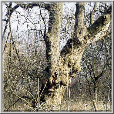 Heritage Trail along Wabash River between ...[3 words]... Ground, Indiana, February 22, 1998.